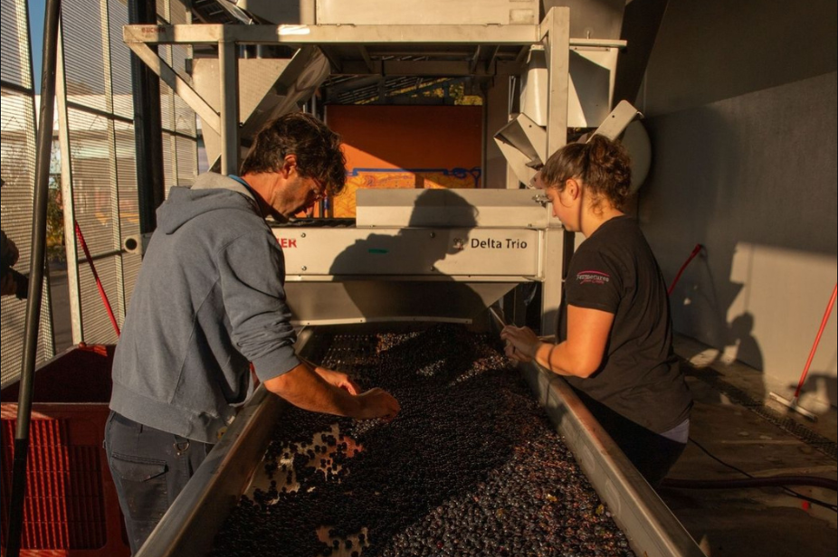 Melina et Pierre trie des raisins